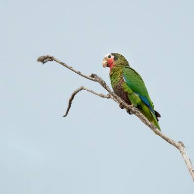 Cuban amazon