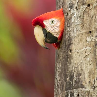 Scarlet macaw