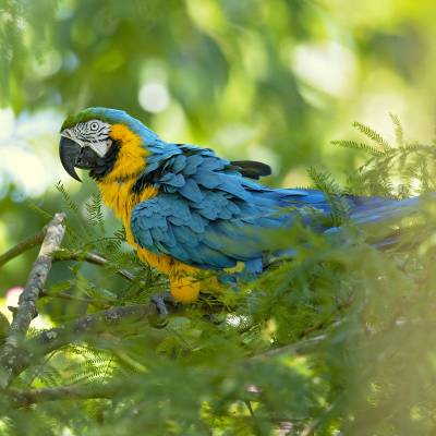 Blue-and-yellow macaw