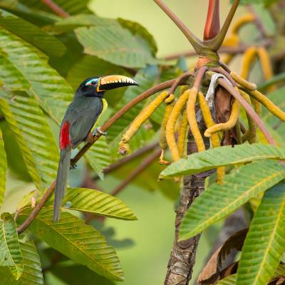 Lettered aracari