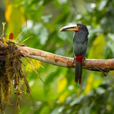 Pale-mandibled aracari