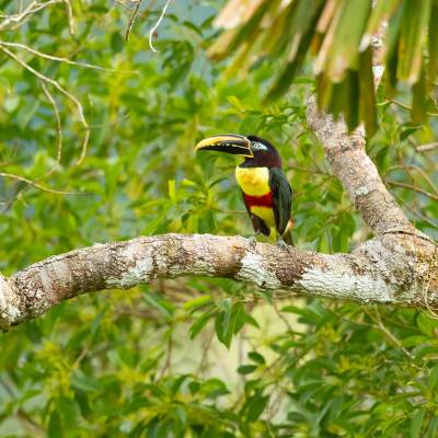 Chestnut-eared aracari