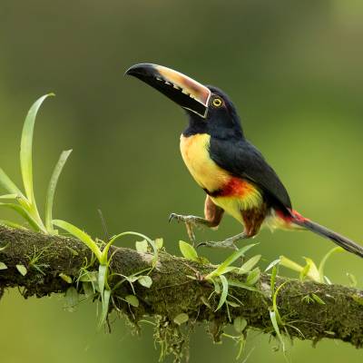 Collared aracari