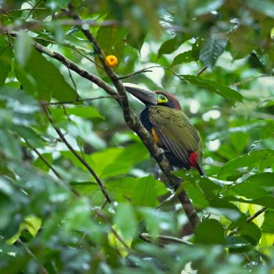 Yellow-eared toucanet