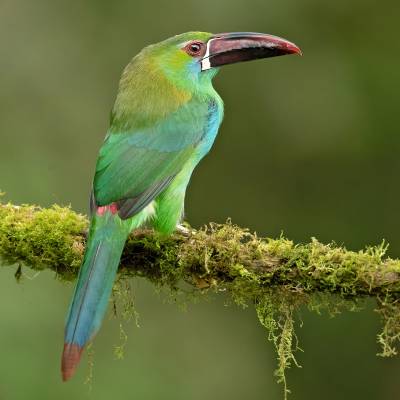 Crimson-rumped toucanet