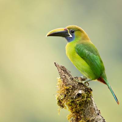 Emerald toucanet