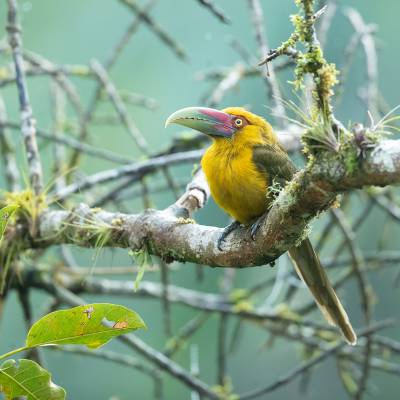 Saffron toucanet