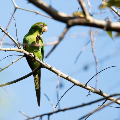 Cuban parakeet 