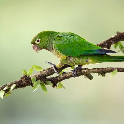 Olive-throated parakeet