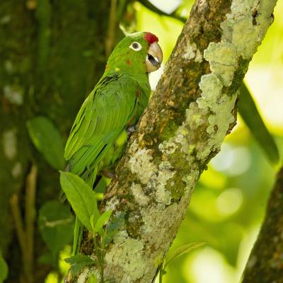 Finschs parakeet