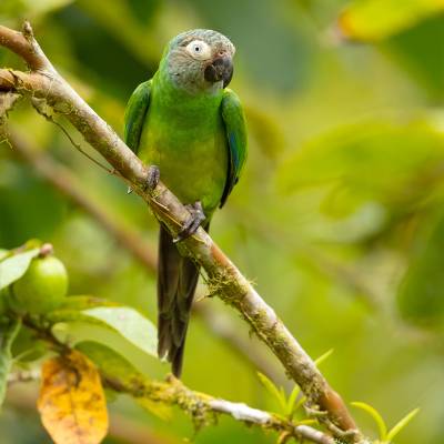 Dusky-headed parakeet