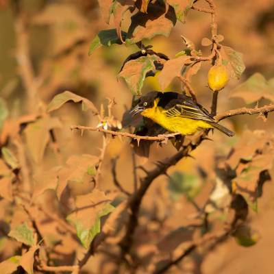 Baglafecht weaver