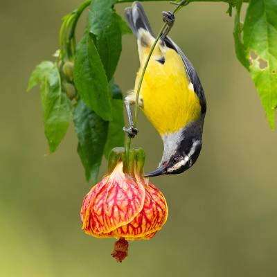 Bananaquit