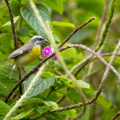 Bananaquit