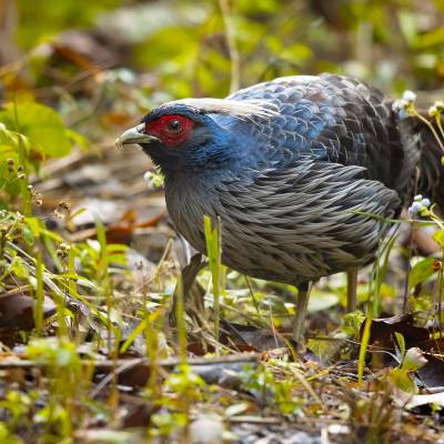 Kalij pheasant