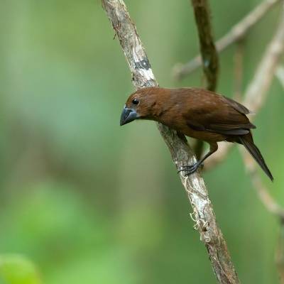 Blue-black grosbeak