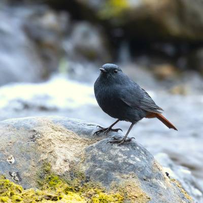 Black redstart