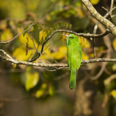 Blue-bearded bee-eater