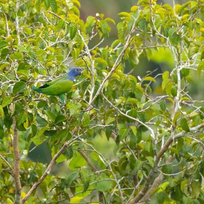 Blue-headed parrot