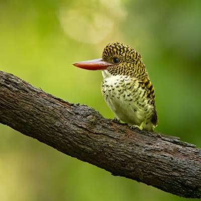 Bornean banded kingfisher