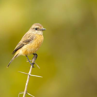 Pied bush chat