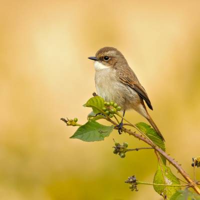 Grey bush chat