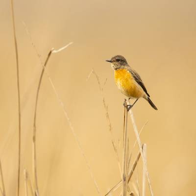 Stonechat