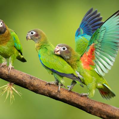 Brown-hooded parrot