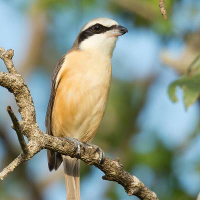 Brown shrike