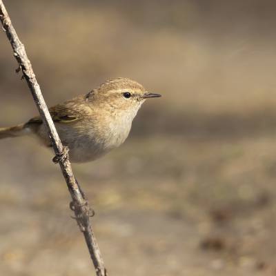 Common chiffchaff