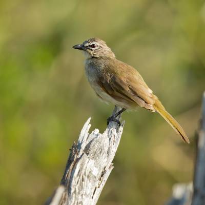 White-browed bulbul