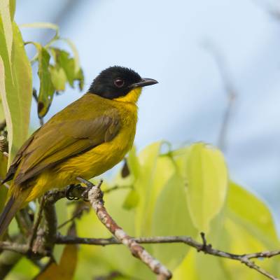 Black-capped bulbul