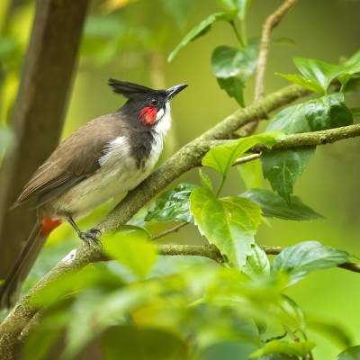 Red-whiskered bulbul