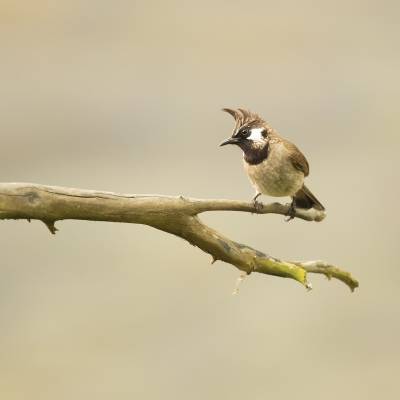 Himalayan bulbul