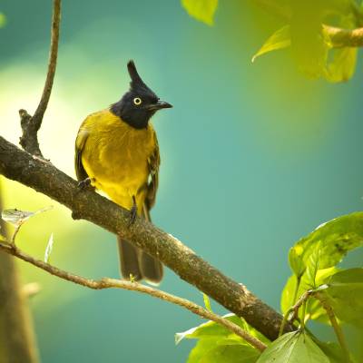 Black-headed yellow bulbul