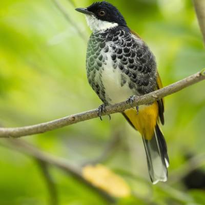 Scaly-breasted bulbul