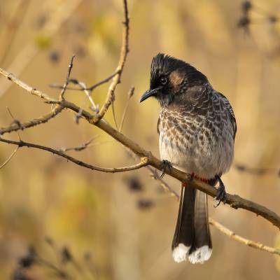 Red-vented bulbul