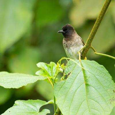 Common bulbul