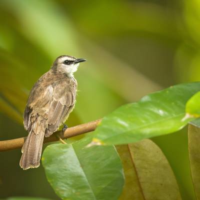 Yellow-vented bulbul