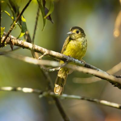 Hairy-backed bulbul