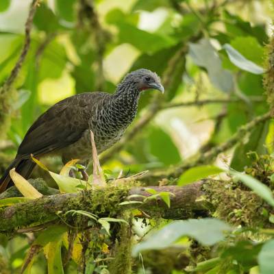 Colombian chachalaca