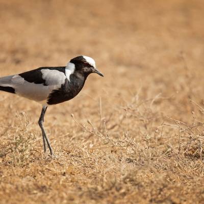 Blacksmith lapwing