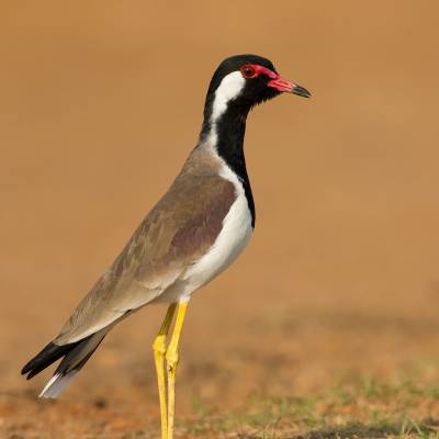 Red-wattled lapwing