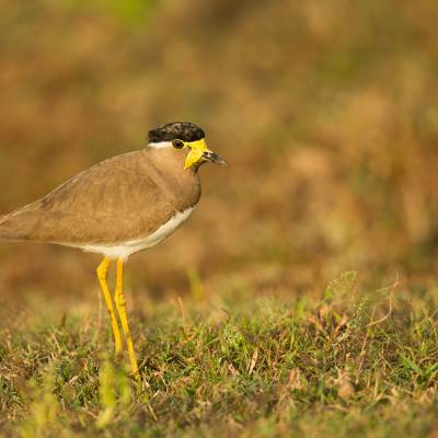 Yellow-wattled lapwing