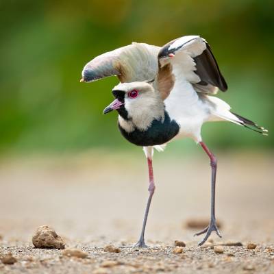 Southern lapwing