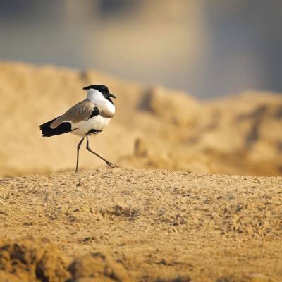 River lapwing