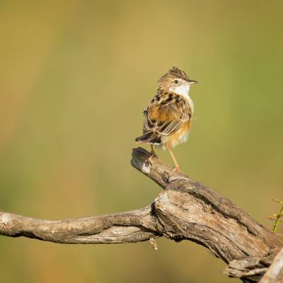 Zitting cisticola