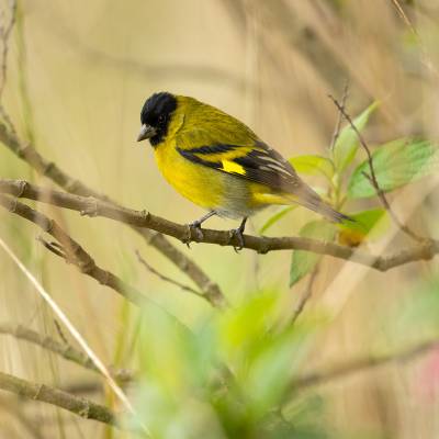 Black-headed siskin