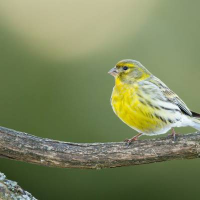 Eurasian siskin