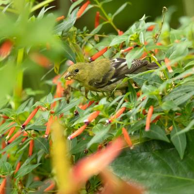 Lesser goldfinch